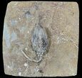 Bargain, Macrocrinus Crinoid Fossil - Indiana #52935-1